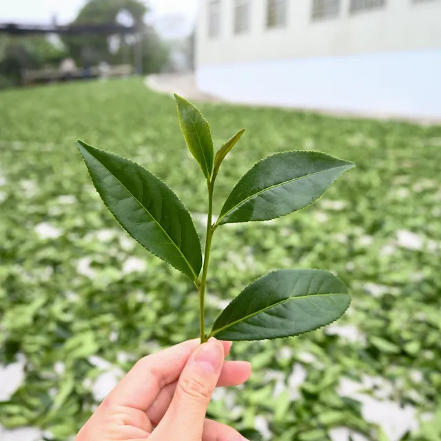 【Funbodhi 方菩提】涎蜜晨曦烏龍茶/高山茶75gx8包(共1斤;冷泡茶/阿里山)
