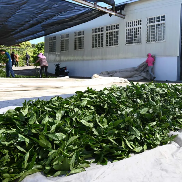 【方菩提】高山茶茶包禮盒3gx12包x2盒(茶葉禮盒 年節禮盒)