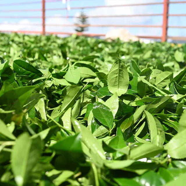 【方菩提】麻油塊區高山茶75gx24包(共3斤;冠軍產區; 春茶 阿里山 茶葉贈禮)