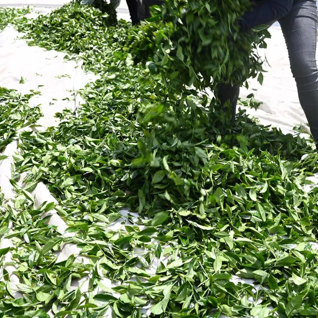 【方菩提】嚴選黃金烏龍茶75gx4包(共0.5斤 冠軍產區; 春茶 阿里山 茶葉贈禮)