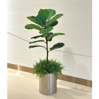 【HUGO DECO 榆果傢飾】特級小琴葉榕不鏽鋼盆器  免運專人配送限雙北市(開幕/擬真花/佈置/新居落成/送禮)