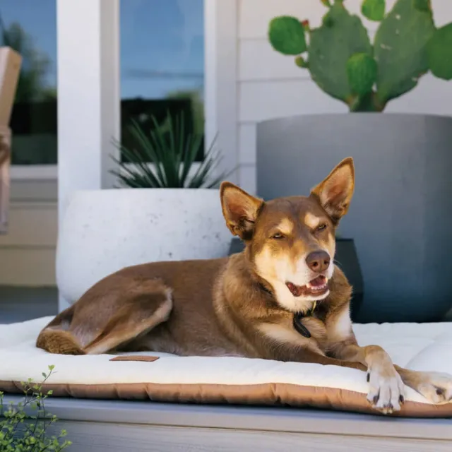 【P.L.A.Y.】地平線｜四季舒活墊 XL號 犬貓適用(寵物睡床、坐墊)