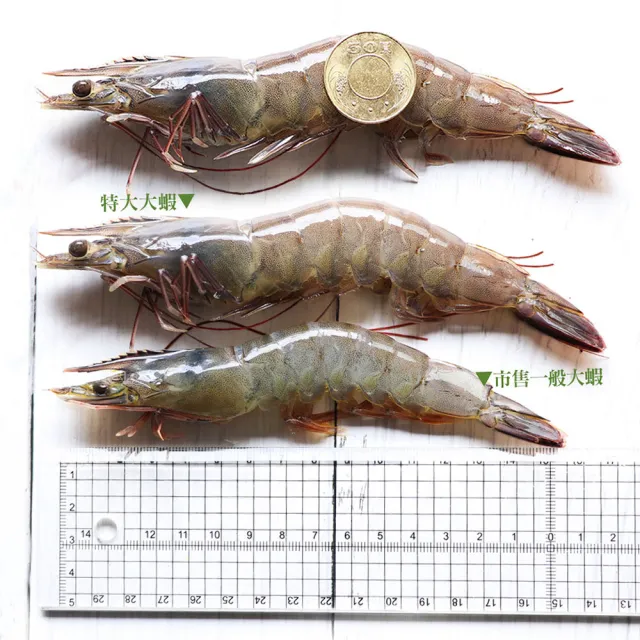 【築地一番鮮】31/35｜海水養殖白蝦500g｜4盒(約500g/盒/約15尾)