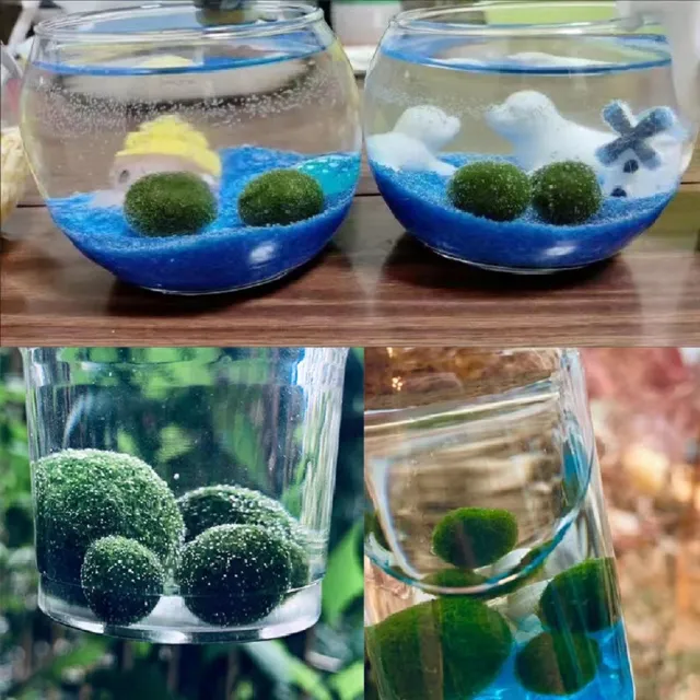 【A-ONE 匯旺】太空飛船 綠藻球生態水草 含2顆綠藻 白光LED 150ml布丁杯 DIY微景觀植物擺飾
