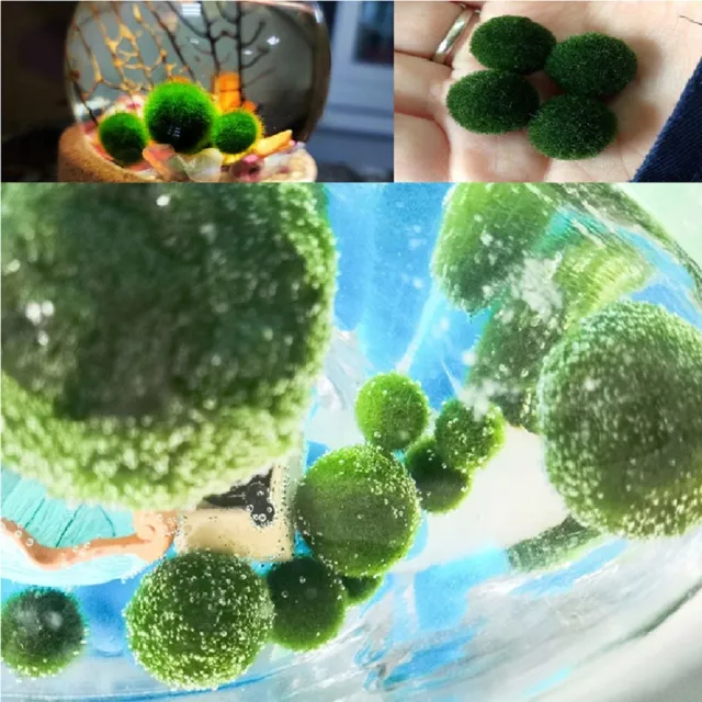 【A-ONE 匯旺】萬聖節 吸血鬼小黑怪 微景觀水草瓶 含2顆綠藻 白光LED 150ml布丁杯 DIY綠藻球 懶人植物
