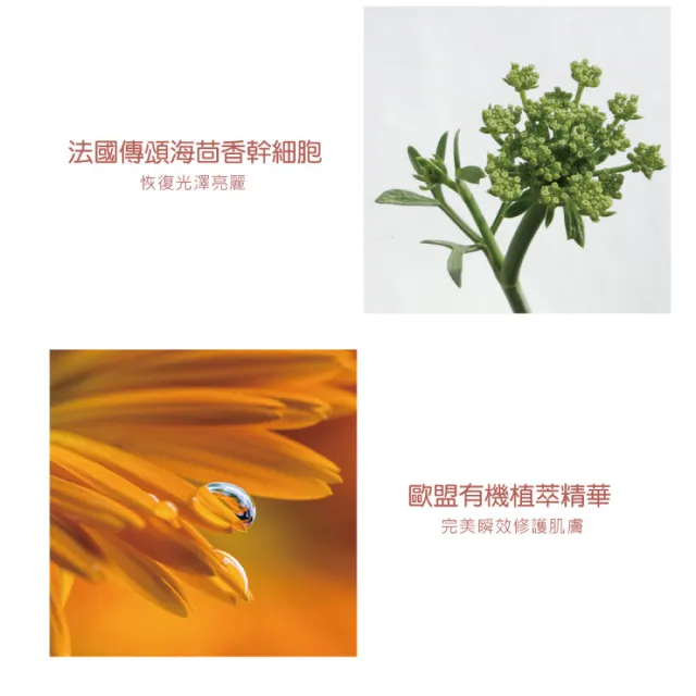 【AQUA C. 花漾皙】逆時金萃松露無敵霜(乳霜 晚霜 抗老 30g)