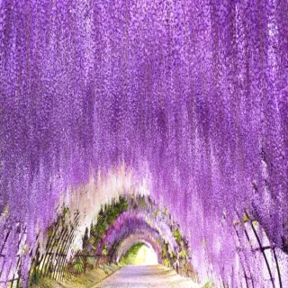 【喜鴻假期】【九州紫藤海陸空５日】浪漫紫藤、由布院鐵道、柳川遊船、九重夢、湯布院、螃蟹吃到飽