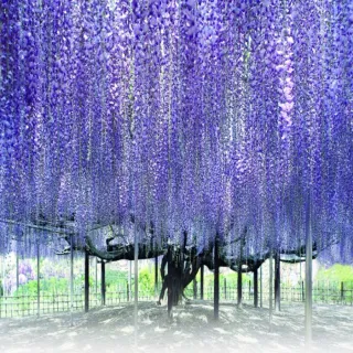 【喜鴻假期】【高雄出發．立山雪牆溫泉物語６日】神的故鄉上高地、關東芝櫻、足利紫藤花、合掌村