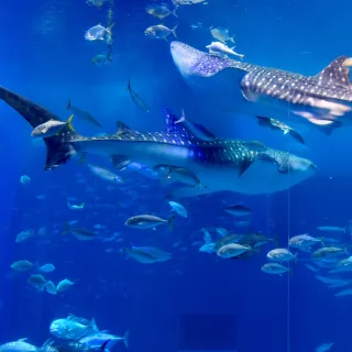 【喜鴻假期】【冬戀沖繩５日】草莓吃到飽、美麗海水族館、銀河號半潛艇、兒童王國、奧武島炸天婦羅