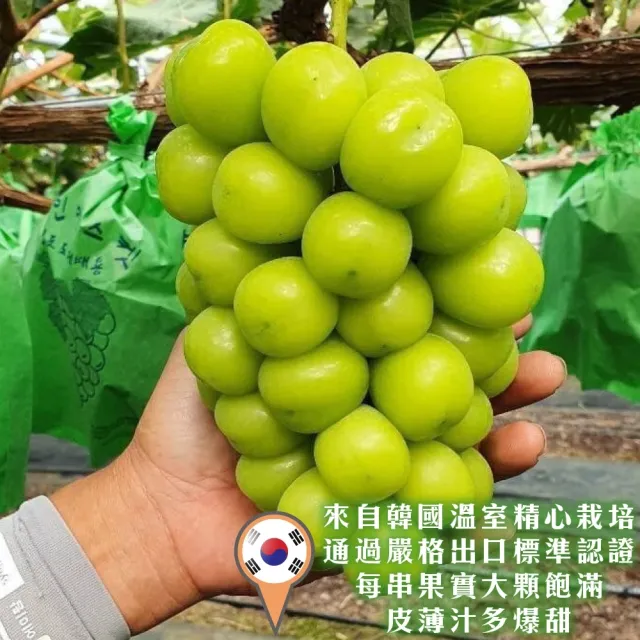 【WANG 蔬果】韓國麝香葡萄特大串2串x1盒(600-700g/串_水果禮盒/三節禮盒)