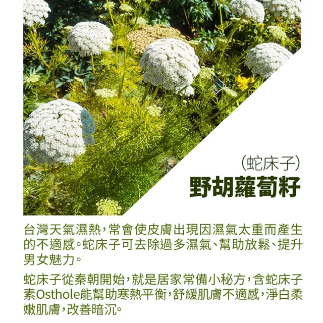 【古寶無患子】2瓶組-小野花草本暖暖按摩精油100mlX2(舒緩酸僵/推拿精油/刮痧油/全身活絡/spa)