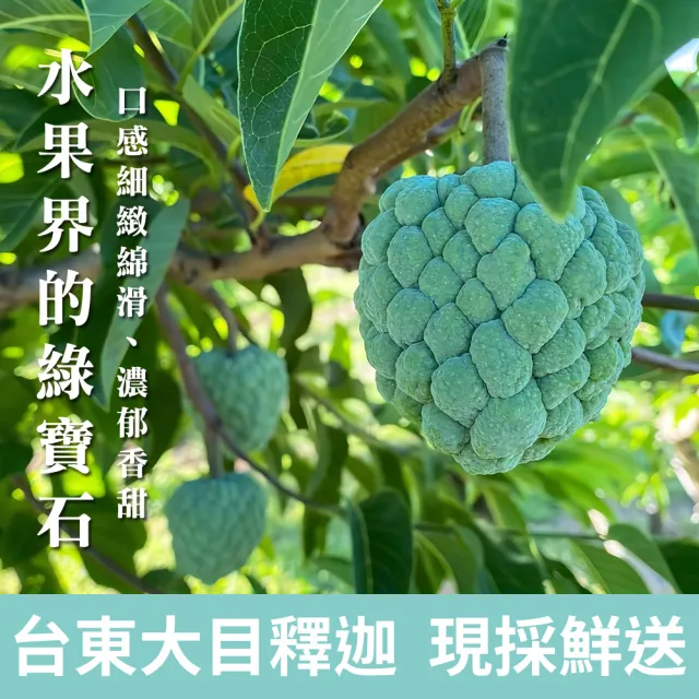 【金好迦】嚴選台東大目釋迦 大粒果 10斤x1箱(8-10顆/箱)