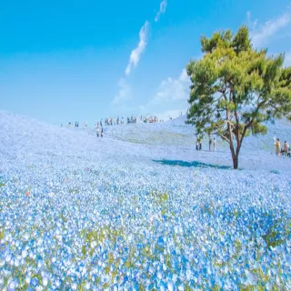 【喜鴻假期】【花漾東京．輕井澤慢旅５日】足利紫藤、富士芝櫻、常陸粉蝶、敘敘苑燒肉、螃蟹溫泉