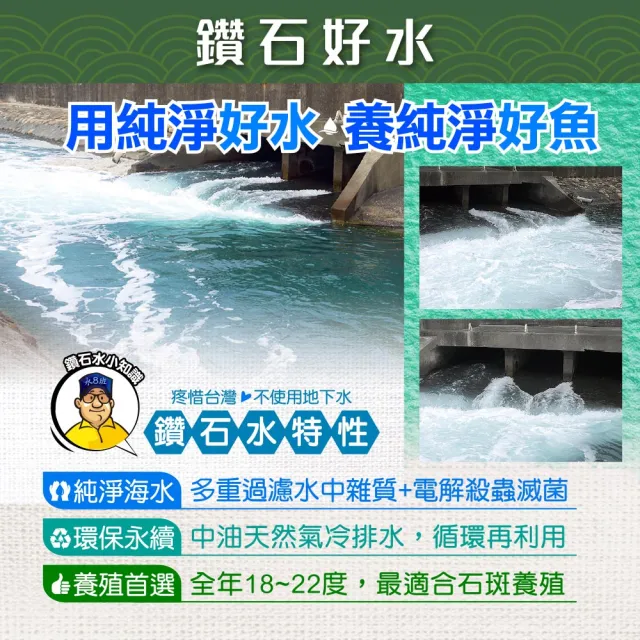 【蘇班長安心石斑】龍膽石斑清肉切片300g 3入組 歐盟食安標準 得獎最多(場域通過清真認證 外銷加拿大)