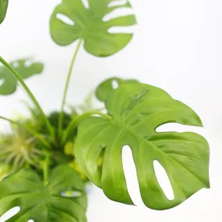 【HUGO DECO 榆果傢飾】城市綠意龜背芋工業風布紋袋盆栽(春節/過年/新春/送禮/祝賀)
