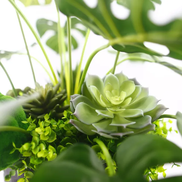 【HUGO DECO 榆果傢飾】城市綠洲龜背芋植栽 免運專人配送限雙北市(開幕/新春/春節/過年/送禮)