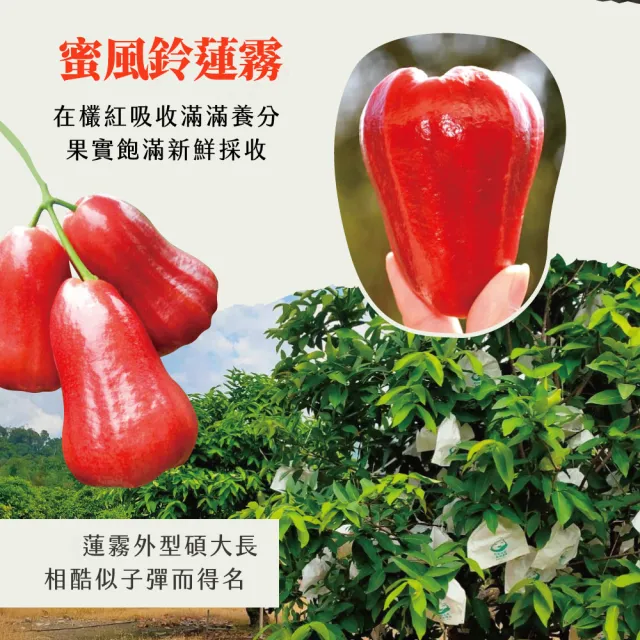 【初品果】高雄六龜蜜風鈴蓮霧禮盒2斤12粒x2盒(共24顆_每顆約100g/送禮/禮盒/水果禮盒)