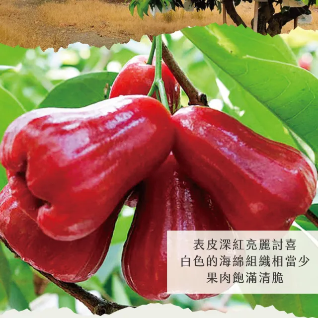 【初品果】高雄六龜蜜風鈴蓮霧禮盒2斤12粒x2盒(共24顆_每顆約100g/送禮/禮盒/水果禮盒)