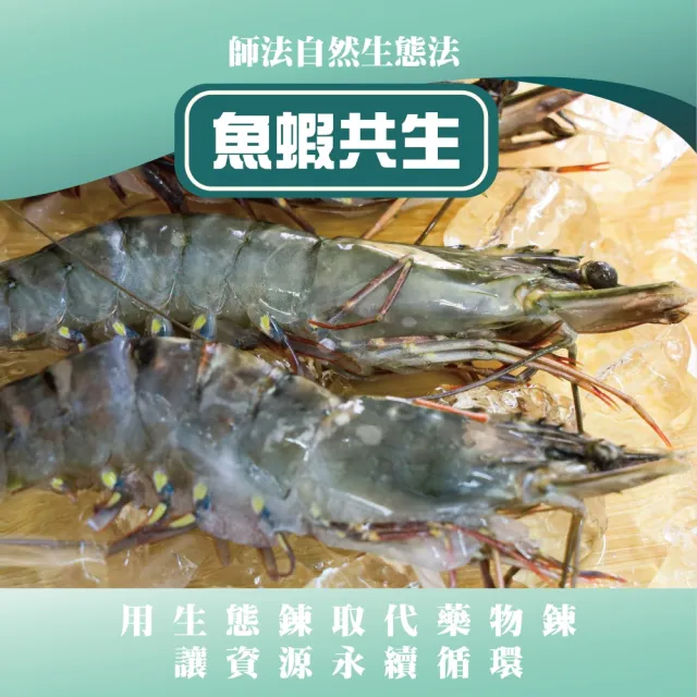 【蘇班長安心石斑】初學者生態養殖無毒大草蝦380g*3盒組 一盒約6尾 魚蝦共生(吃得純淨 才是真正的極致海味)