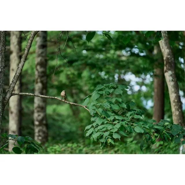 【Sigma】20-200mm F3.5-6.3 DG for L-MOUNT 接環 (公司貨) 廣角變焦鏡頭 旅遊鏡 全片幅無反微單眼鏡頭