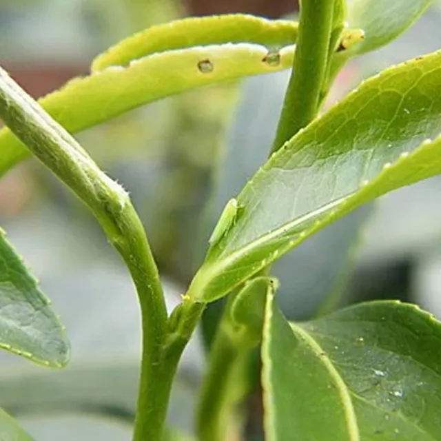 【CAOLY TEA 茗窖茶莊】特級東方美人茶葉50g(蟲咬茶)