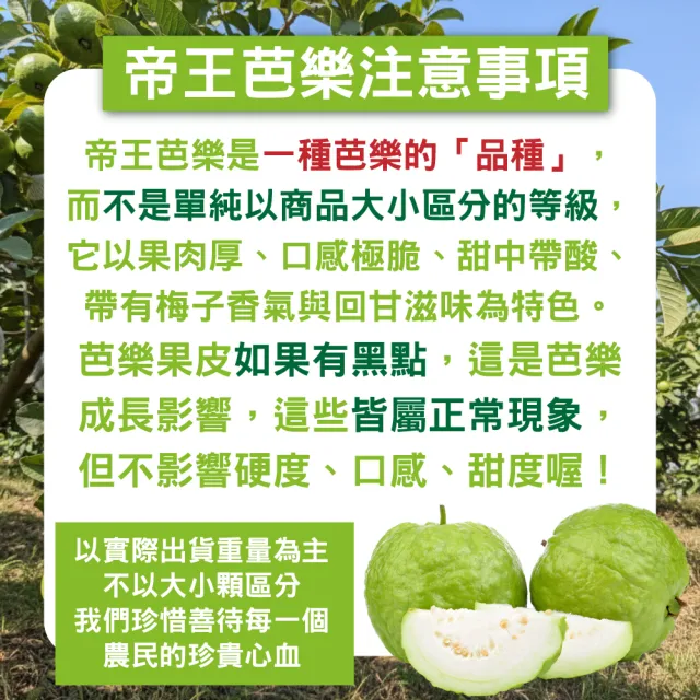 【WANG 蔬果】台灣嚴選帝王芭樂約7-10顆(5斤/箱)