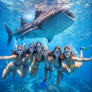 【喜鴻假期】★６人成行．宿霧超值小資４日★歐斯陸住１晚、鯨鯊共游、墨寶浮潛、加贈市區觀光