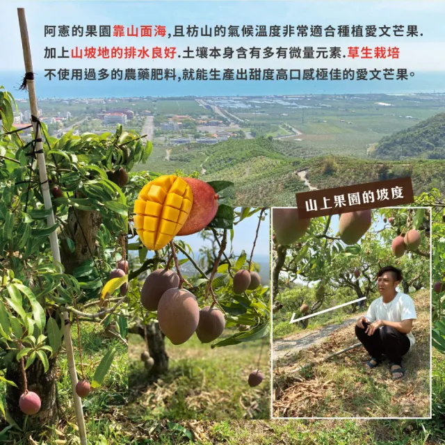 【初品果】屏東青農楊忠憲-枋山阿憲愛文芒果禮盒5斤6-8顆x4盒(大果_山頂上的愛文芒果_禮盒)