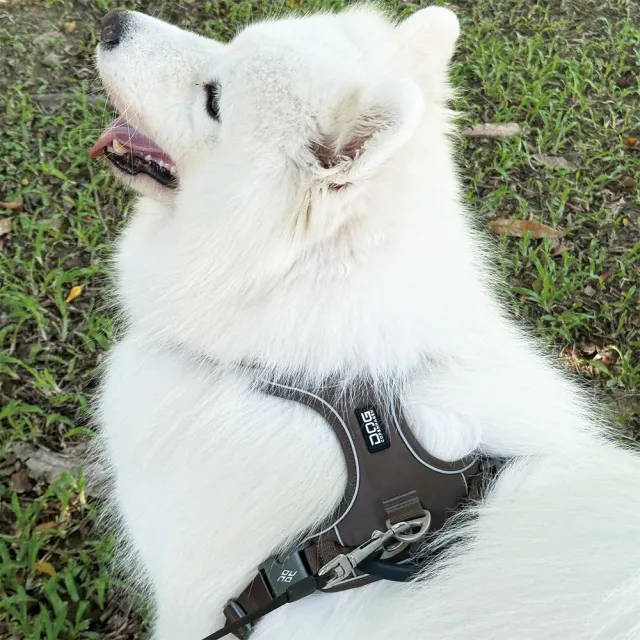 【DOG Copenhagen】丹麥犬胸背帶Pro款-S(狗狗專用 頂級旗艦 舒適好操控)