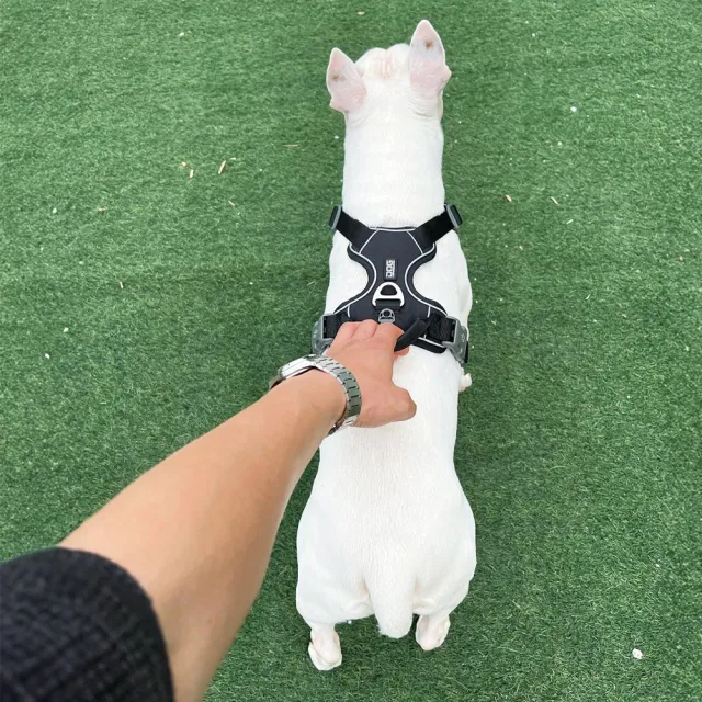 【DOG Copenhagen】丹麥犬胸背帶Pro款-XL(狗狗專用 頂級旗艦 舒適好操控)
