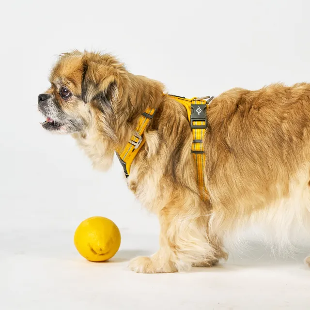 【DOG Copenhagen】丹麥犬胸背帶Air款-M(狗狗專用 透氣輕盈 不套頭設計)