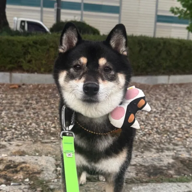 HIKOINU 韓國 手工製作 寵物 牽繩吊飾 背帶吊飾 項圈吊飾 裝飾扣 柴犬 黑柴 赤柴