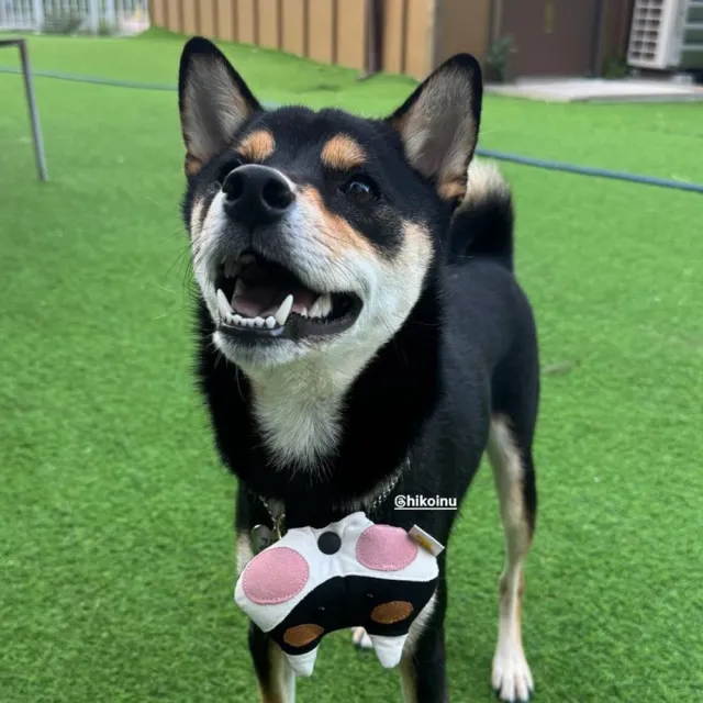 HIKOINU 韓國 手工製作 寵物 牽繩吊飾 背帶吊飾 項圈吊飾 裝飾扣 柴犬 黑柴 赤柴