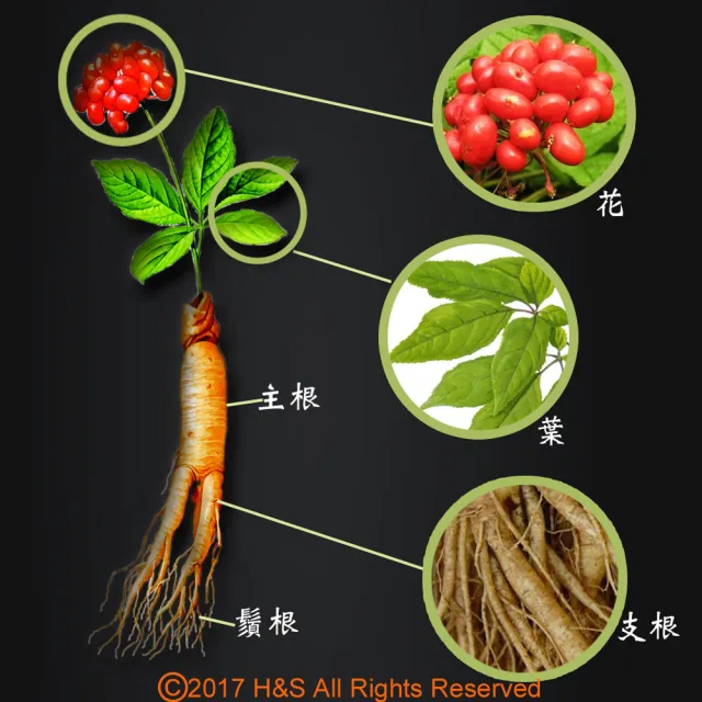 【瀚軒】精選韓國高麗人蔘茶x2盒(3gx50包/盒)