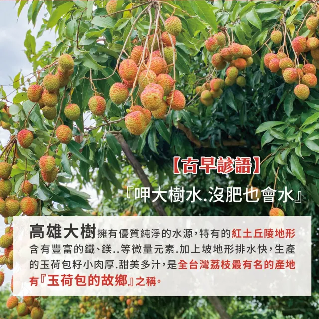 【初品果】高雄大樹玉荷包禮盒小果3斤x2盒(28mm-32mm_顆粒_冷藏_鳳荔文化獎)(端午禮盒)
