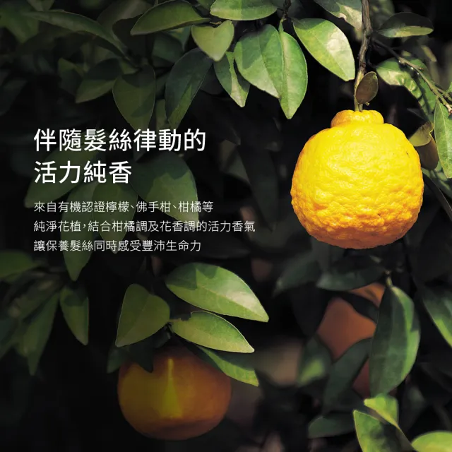 【AVEDA】曲線馥活造型乳團購組(曲線馥活造型乳 200mlx3_全新升級 卷髮必備)