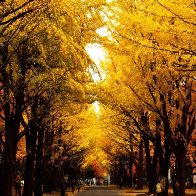 【喜鴻假期】★楓紅輕旅北海道６日★紅葉香雪園、銀杏大道、楓紅小樽、函館夜景、洞爺彩燈隧道