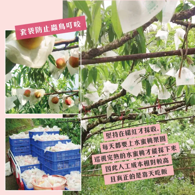 【初品果】拉拉山水蜜桃禮盒6顆x1盒(共6顆_每盒1200g_產地直送_季節限定_企業採購_禮盒)