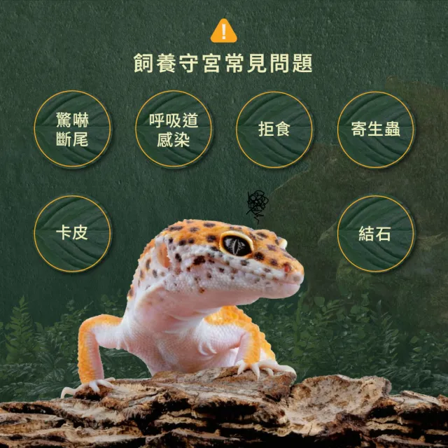 【WeWant 威旺】守宮用益生菌+益生元-超能7菌配方 50g/罐(守宮保健/守宮益生菌/適口性佳)