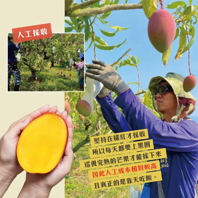 【初品果】屏東青農楊忠憲-枋山阿憲愛文芒果禮盒5斤9-12顆x1盒(中小果_山頂上的愛文芒果_禮盒)