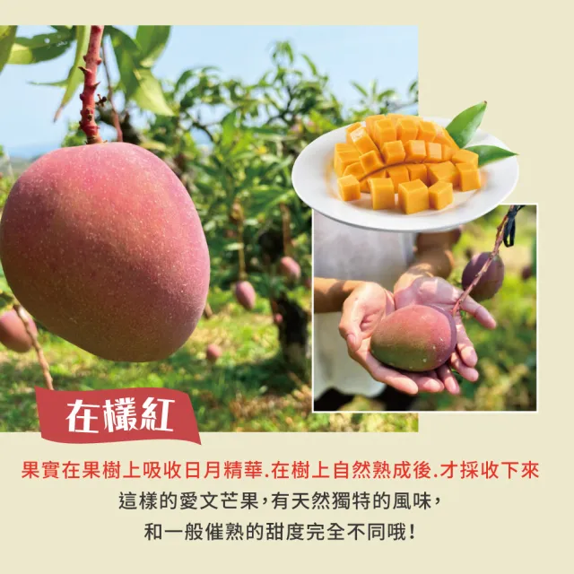 【初品果】屏東青農楊忠憲-枋山阿憲愛文芒果含箱重10斤12-16顆x2箱(外銷大果_山頂上的愛文芒果 禮盒)