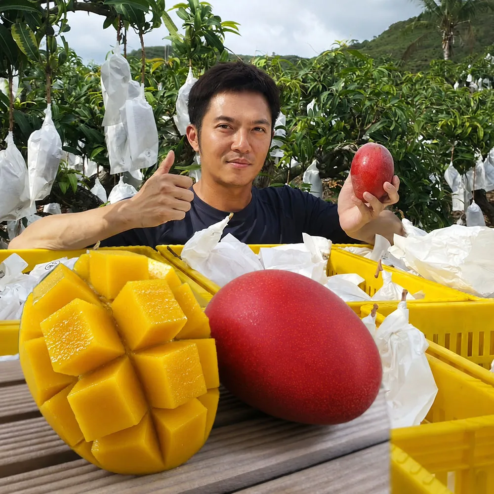 【初品果】屏東青農楊忠憲-枋山阿憲愛文芒果18-24顆x2箱(6/15開始陸續出貨_含箱重_山頂上的愛文芒果 禮盒)