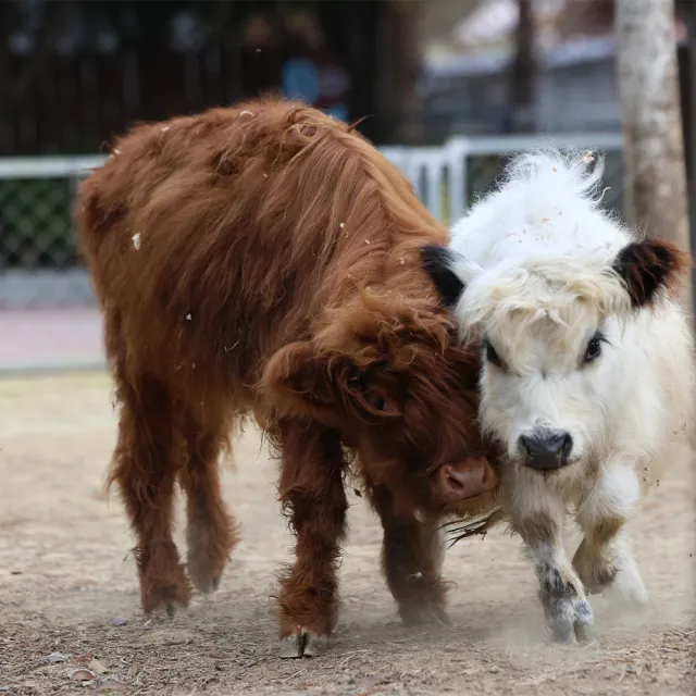 南投水与松萌萌園｜成人票★萌寵動物大集合親子出遊首選(含在地小禮物兌換券)