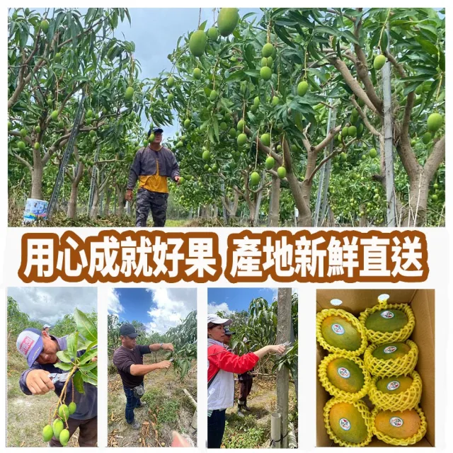 【初品果】台東夏雪芒果禮盒4斤x1盒(芒果界的LV_伴手禮盒)端午節 冷藏出貨