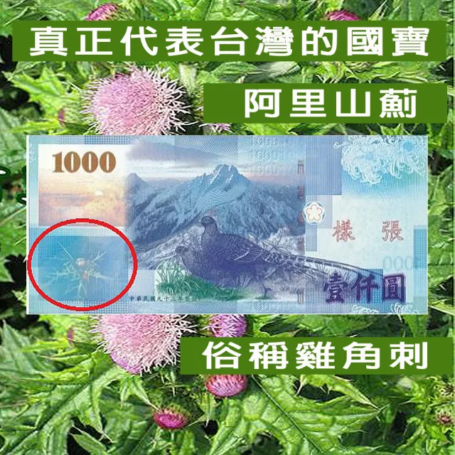 阿里山薊茶包X2盒/雞角刺茶包/20包/盒(台灣原生種植物阿里山薊茶包)