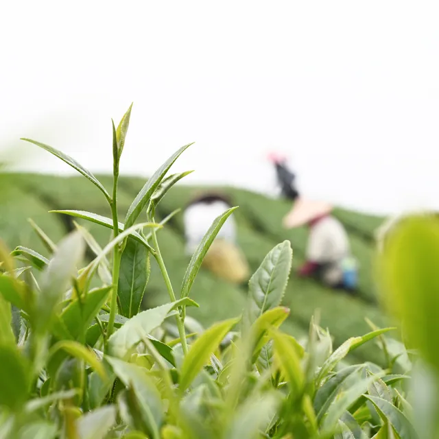 【Funbodhi 方菩提】GABA茶 龍韻甘露 3克 茶包3gx20包x1袋 (阿里山產區、台灣茶、機能茶)