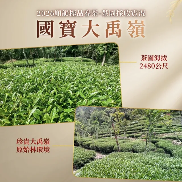 【順韻茶葉】國寶大禹嶺一斤組75g x 8包(共1斤)