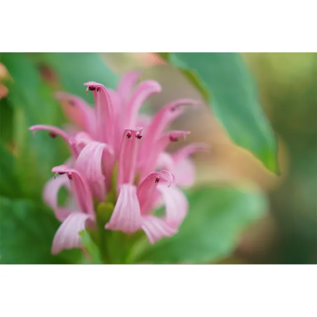 【SONY 索尼】FE 24-70mm F2.8 GM II SEL2470GM2 (公司貨) 廣角變焦鏡頭 旅遊鏡 全片幅無反微單眼鏡頭