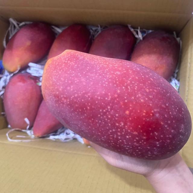 【初品果】台南玉文芒果10斤6-9顆x1箱(最好吃的芒果_芒果界的粉紅甜心_山坡地日照栽種)