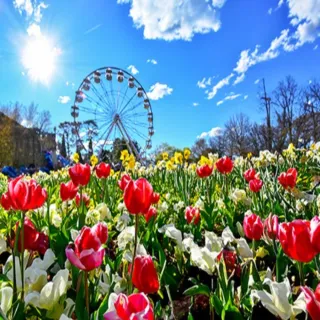 【喜鴻假期】★華航花樣雪梨７日★坎培拉花季、歌劇院、動物園、雪梨塔、遊船、贈無尾熊合照
